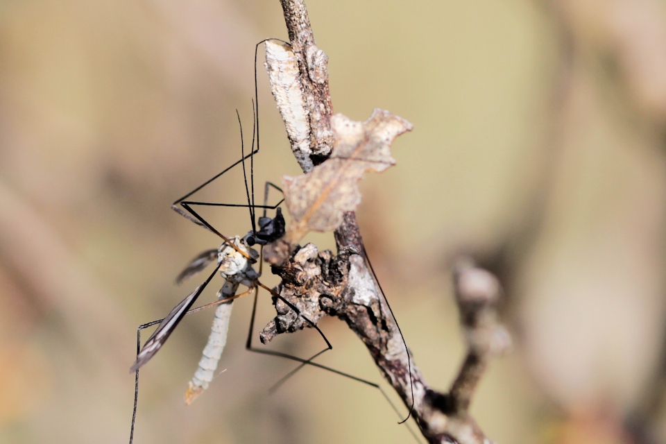 Crane Fly (zc) (Tipulidae sp)